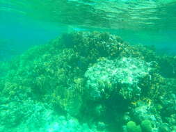 Image of Fire coral