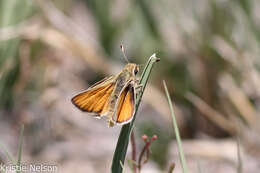 صورة Pseudocopaeodes eunus Edwards 1881