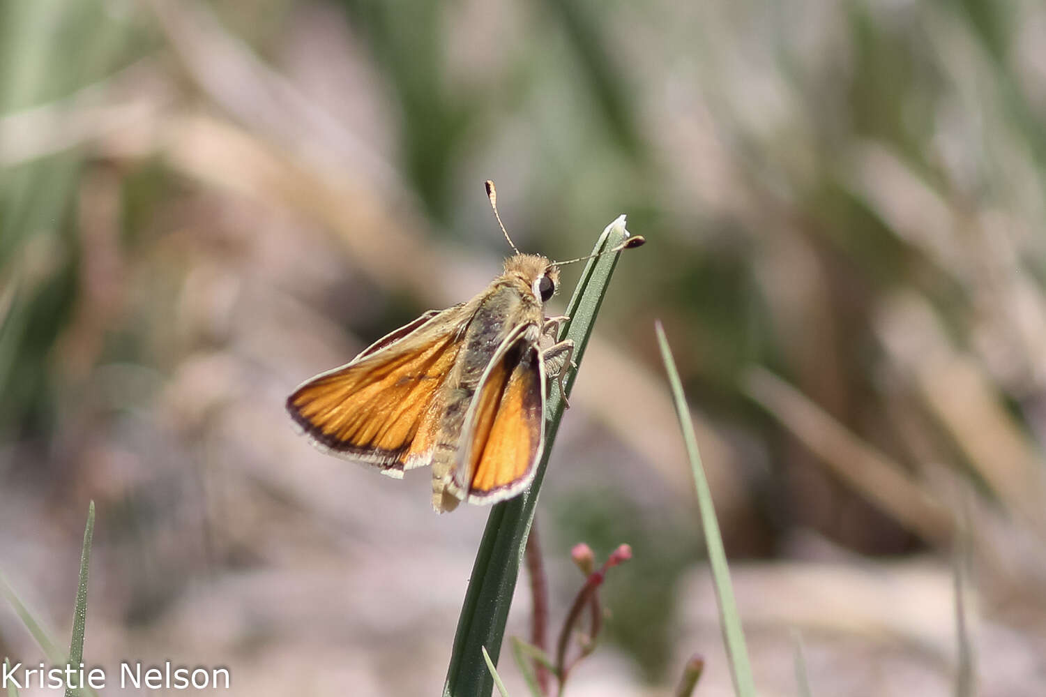 صورة Pseudocopaeodes eunus Edwards 1881