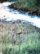 Image of Limosa limosa islandica Brehm & CL 1831