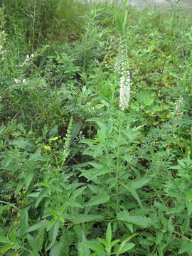 Image of heartleaf speedwell