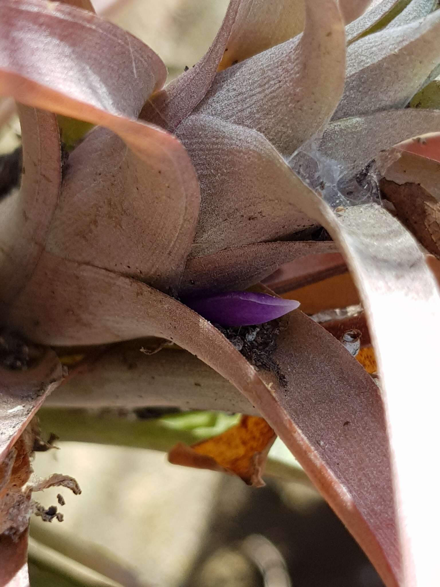 Imagem de Tillandsia capitata Griseb.