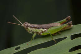 Image de Pseudoxya diminuta (Walker & F. 1871)