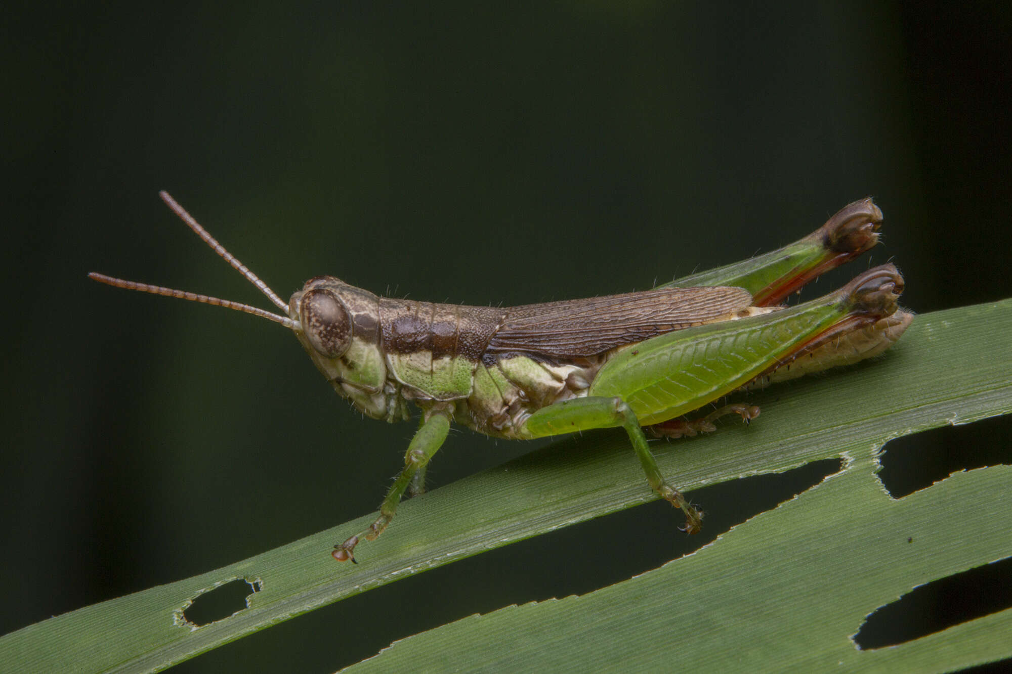 Image de Pseudoxya diminuta (Walker & F. 1871)