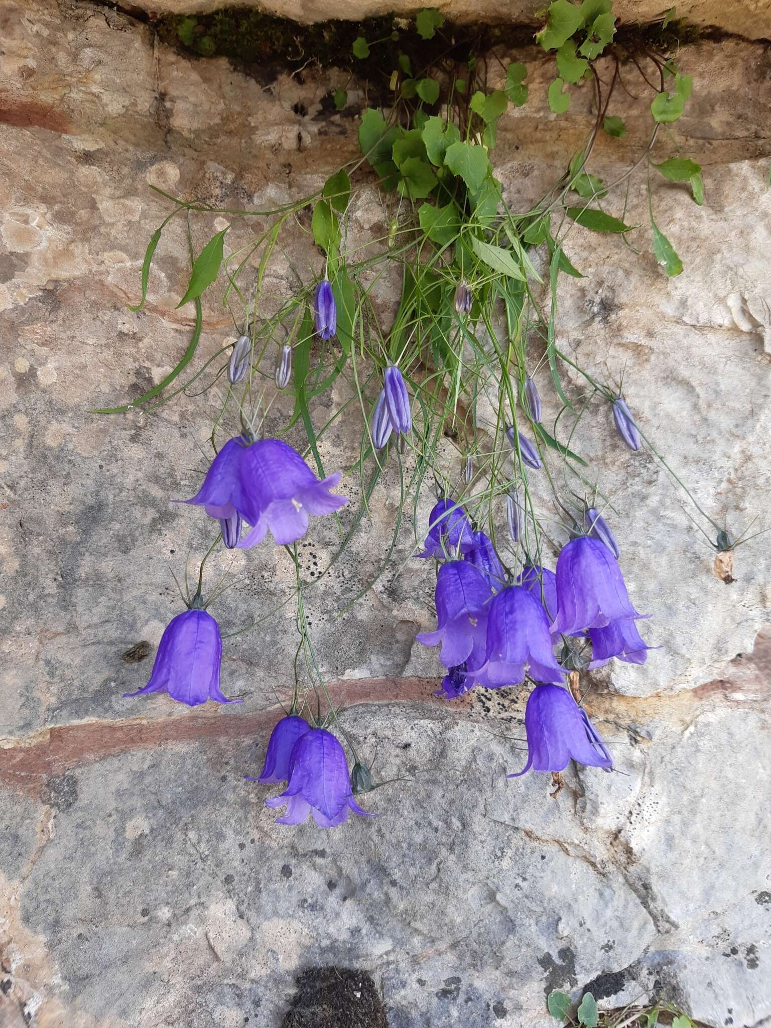 Image of Karnische Glockenblume