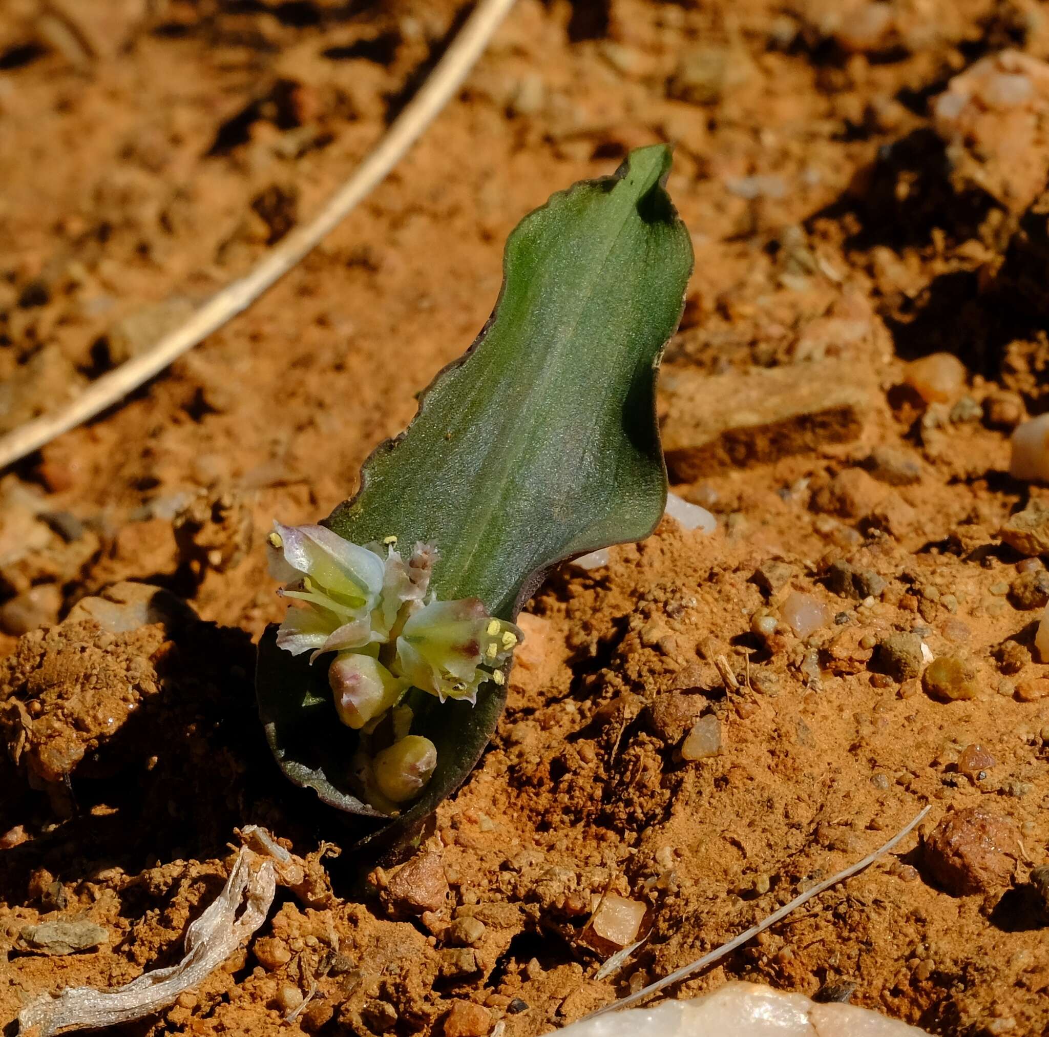 Image of Lachenalia bolusii W. F. Barker