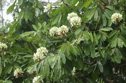 Image of Berlinia bracteosa Benth.