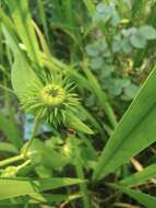 Imagem de Inula japonica Thunb.