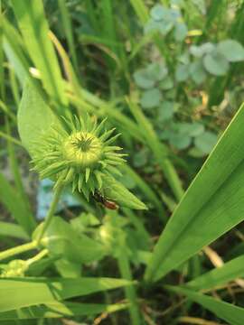 Image of Inula japonica Thunb.