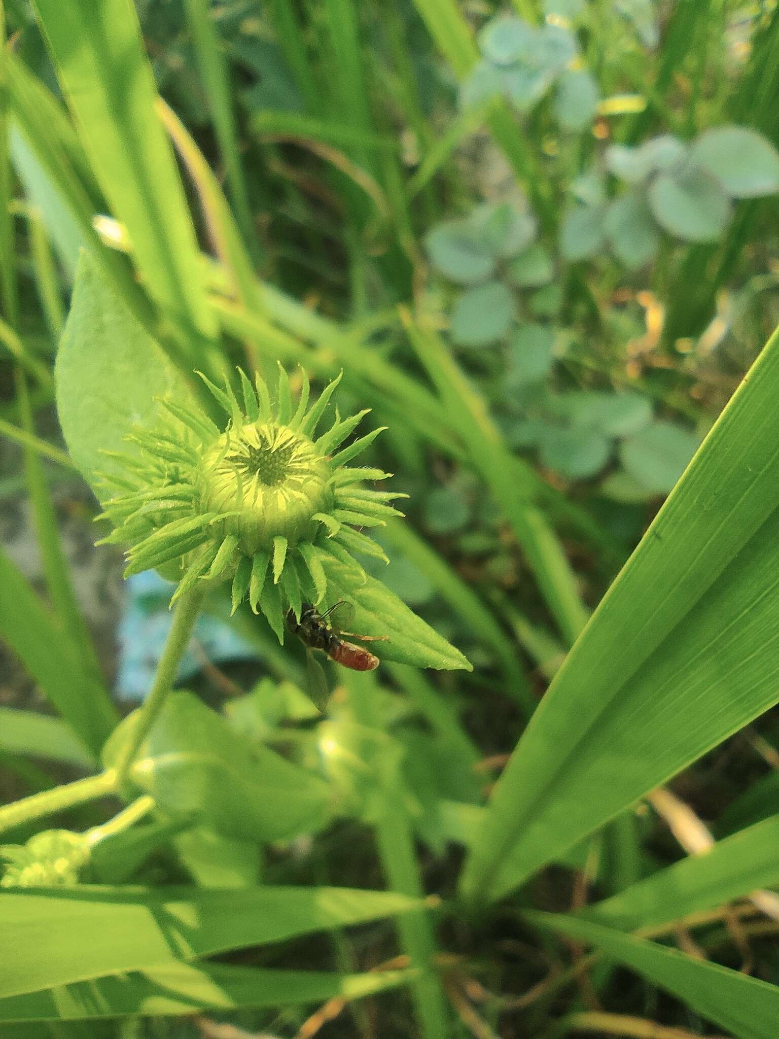 Imagem de Inula japonica Thunb.