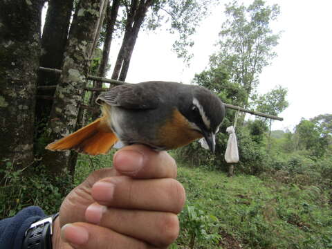 Image of Cape Robin