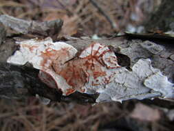 Image de Carie rouge du sapin