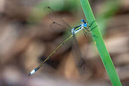 Image of Common Spreadwing