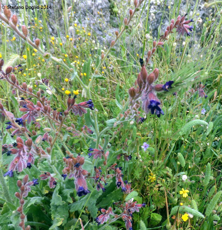 Anchusa hybrida Ten.的圖片