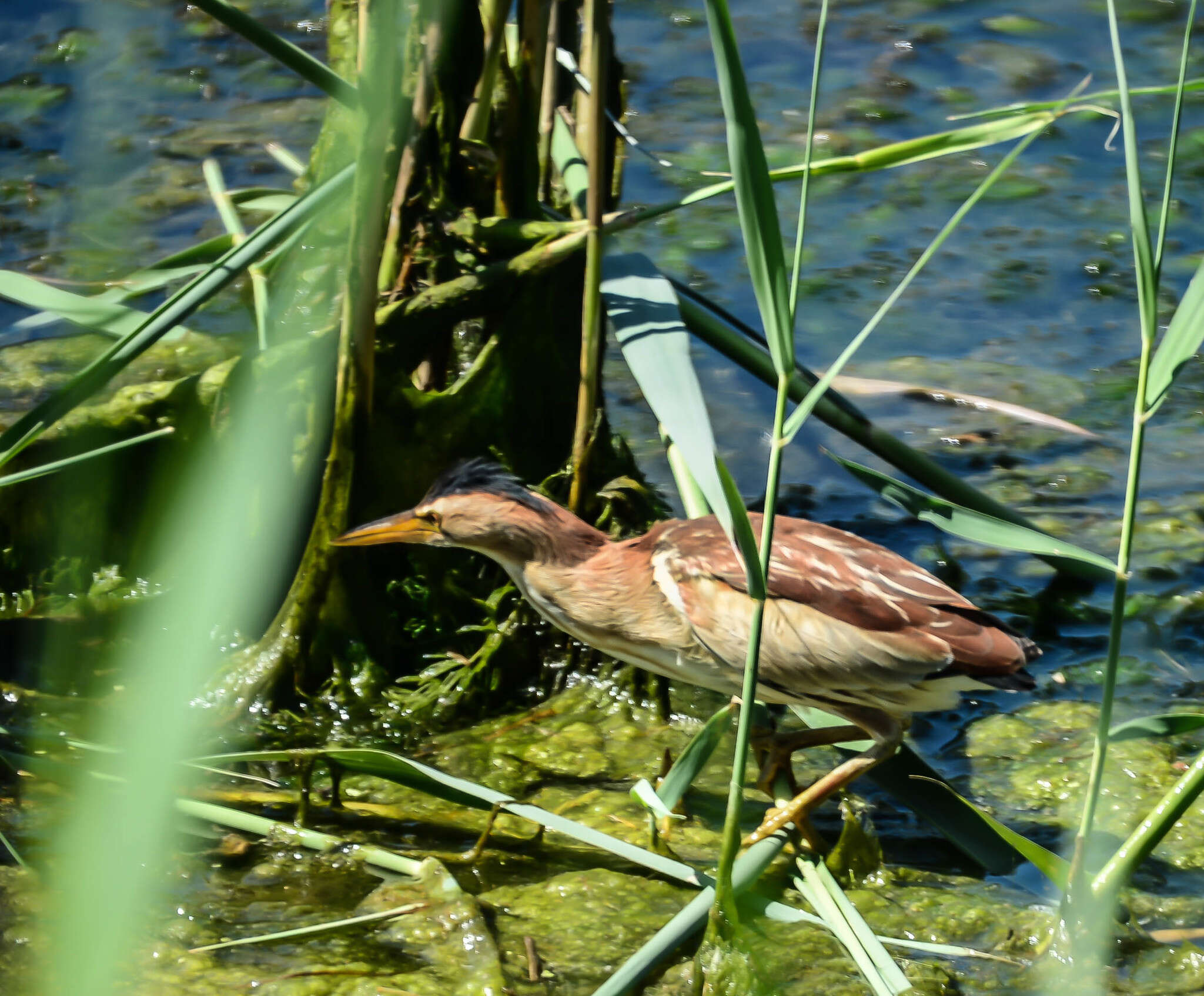 Image of Common Little Bittern