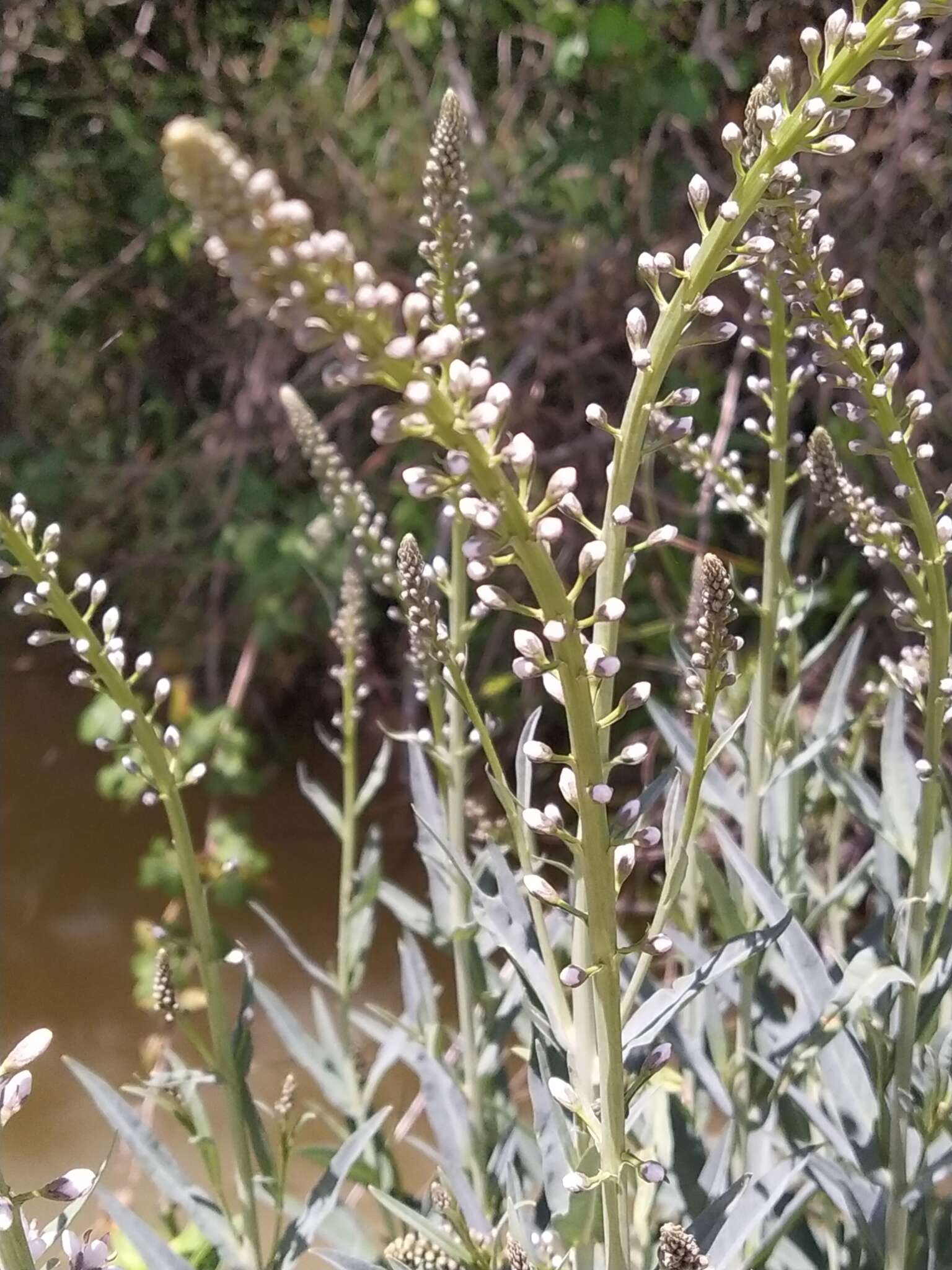 Lysimachia ephemerum L. resmi