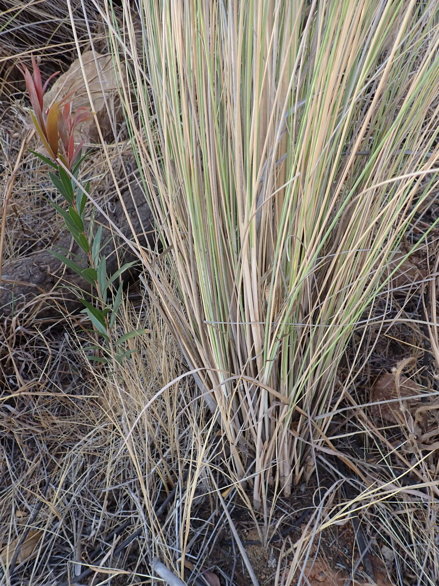 Imagem de Miscanthus junceus (Stapf) Pilg.