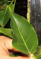 Ficus polita subsp. polita的圖片