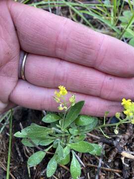 Image of golden draba