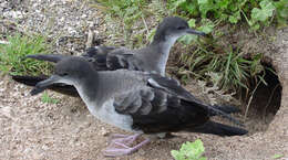 Image of Wedge-tailed Shearwater