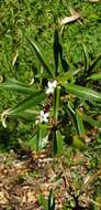 Image of Myoporum viscosum R. Br.