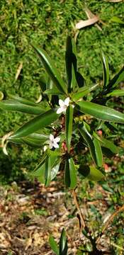 Myoporum viscosum R. Br. resmi