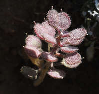 Image of alyssum