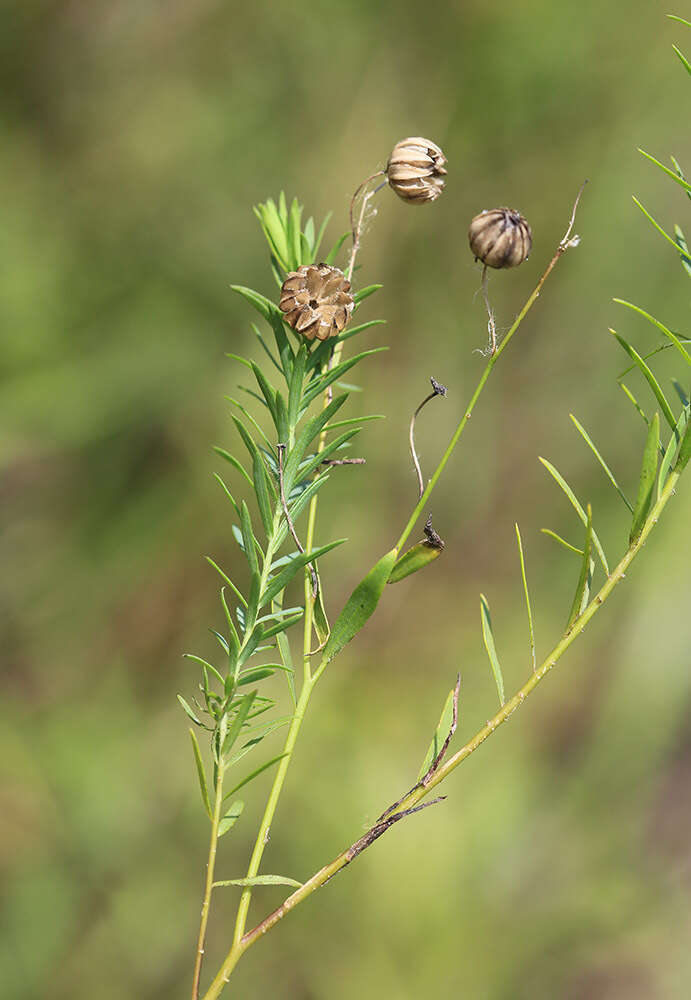 Linum amurense Alef. resmi