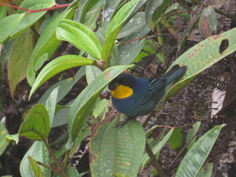 Image of Purplish-mantled Tanager