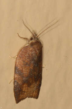 Image of Moth