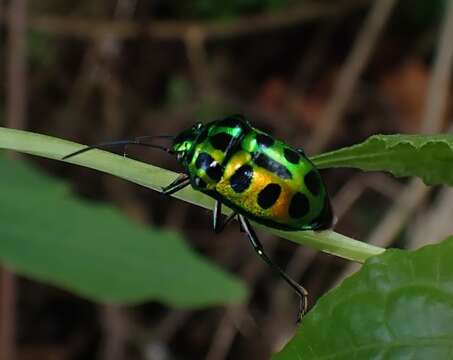 Image of <i>Chrysocoris stockerus</i>