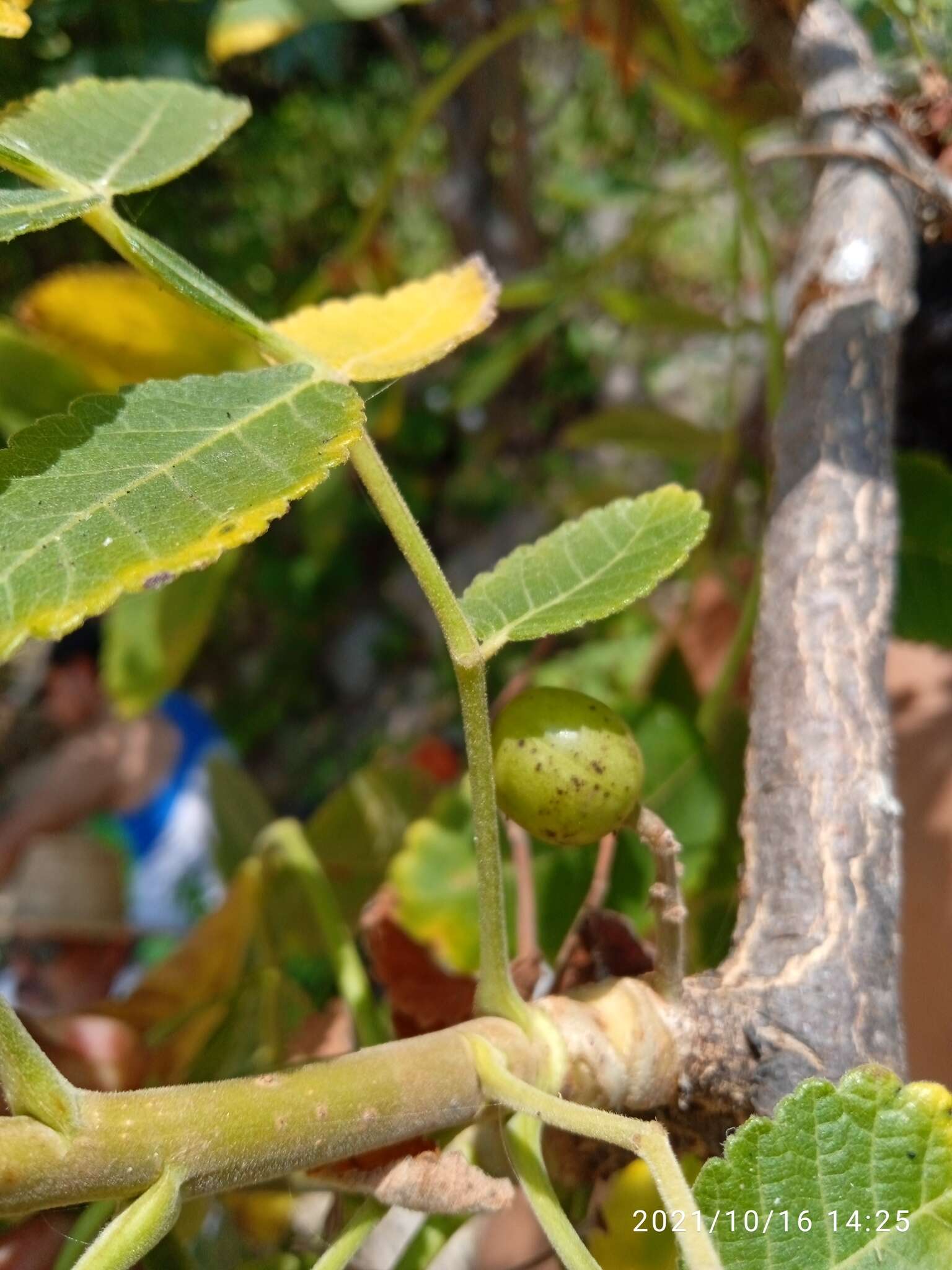 Image of Bursera isthmica Rzed. & Calderón