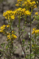 Image of Hypericum scabrum L.