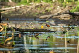 Sivun Jacana jacana jacana (Linnaeus 1766) kuva