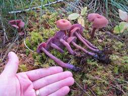 Image of Western Amethyst Deceiver