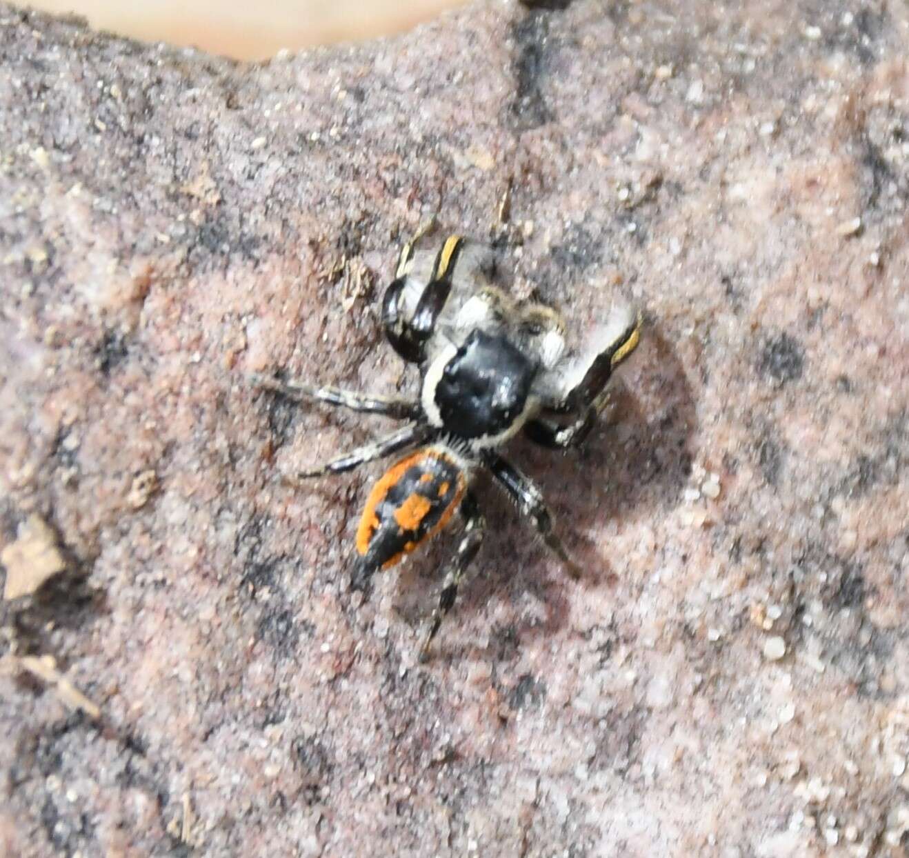 Image of Phidippus insignarius C. L. Koch 1846