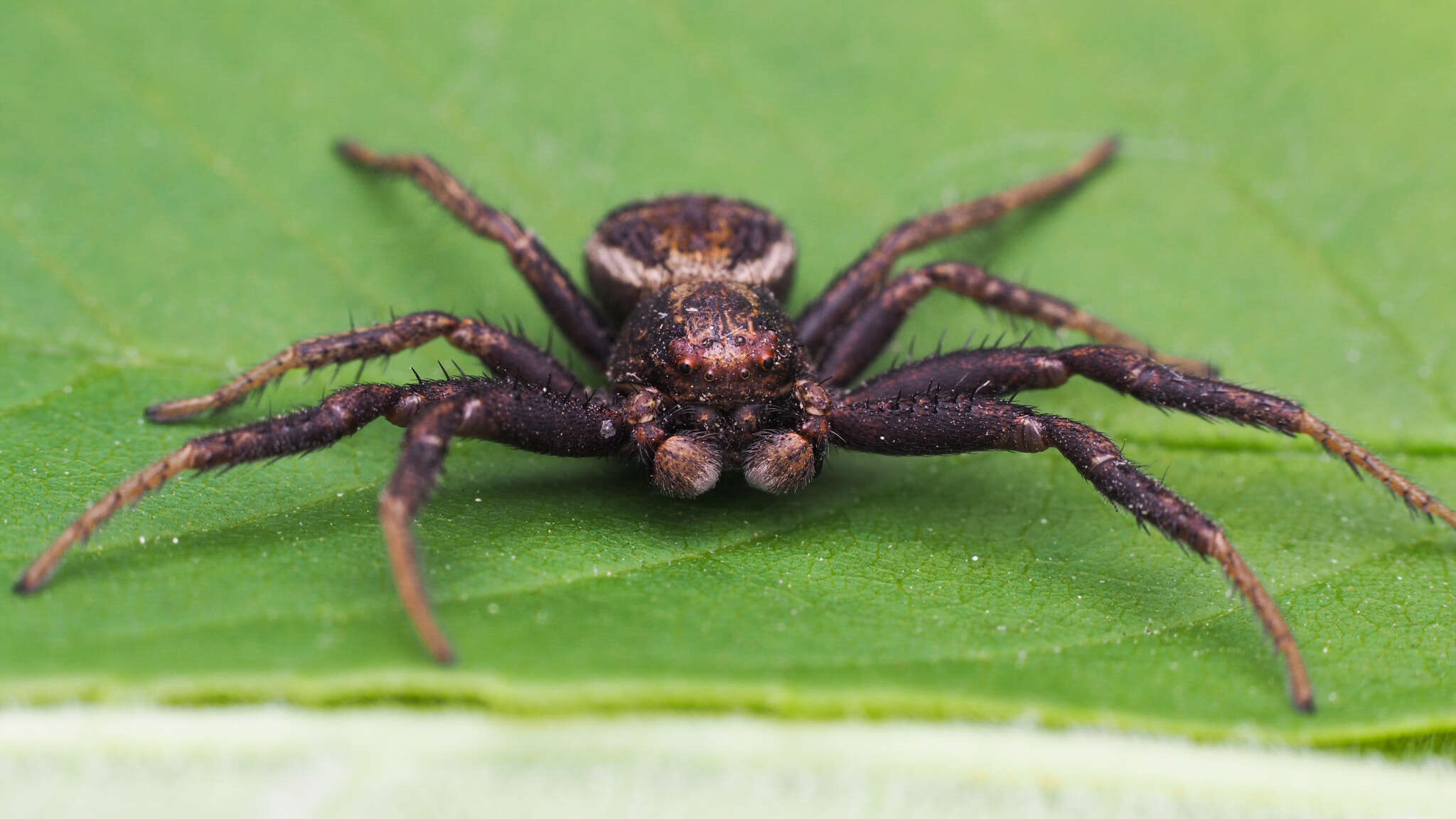 Image of Xysticus emertoni Keyserling 1880