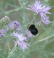 صورة Bombus occidentalis Greene 1858