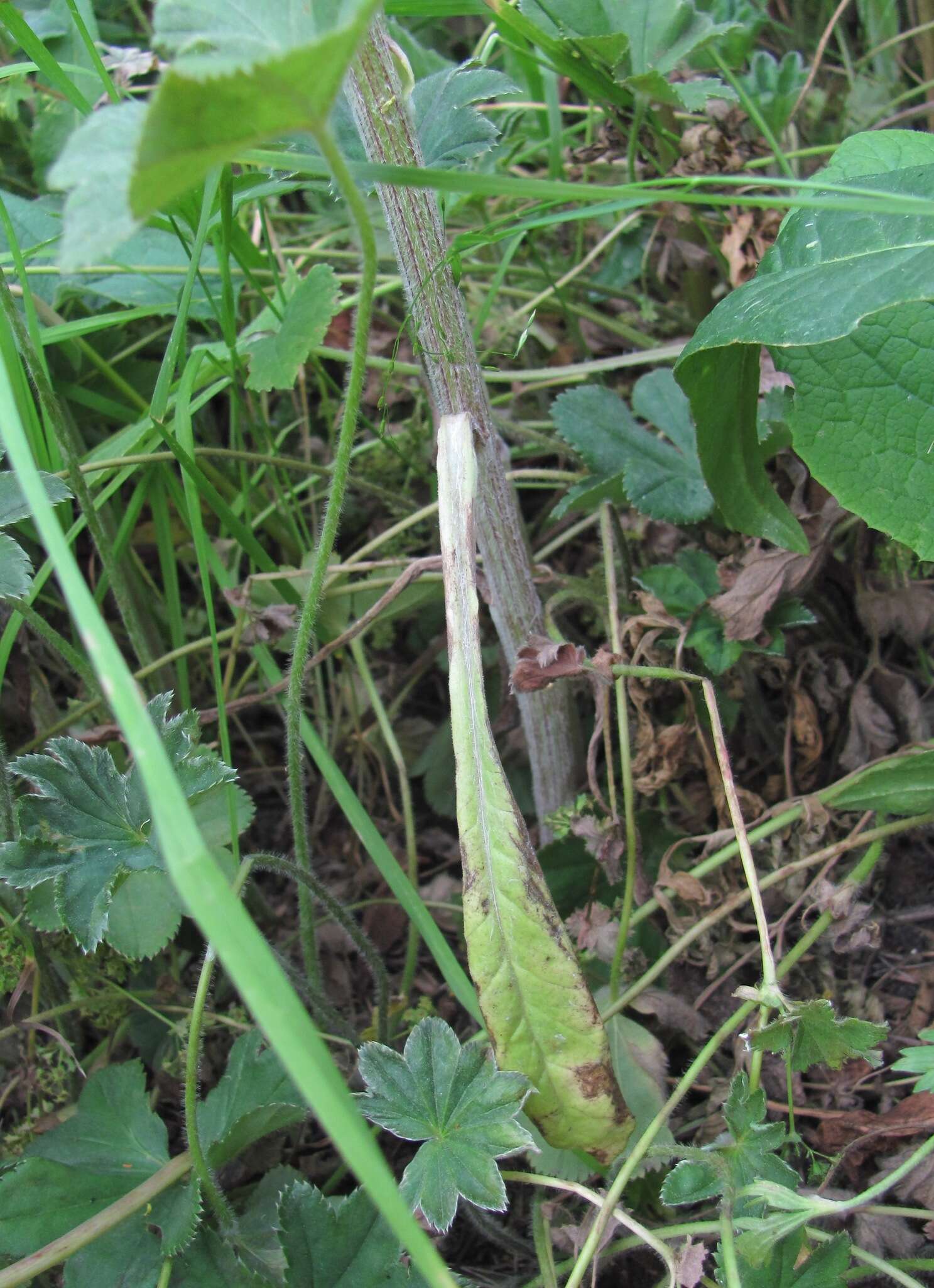 Image of Tephroseris cladobotrys subsp. subfloccosa (Schischk.) Greuter