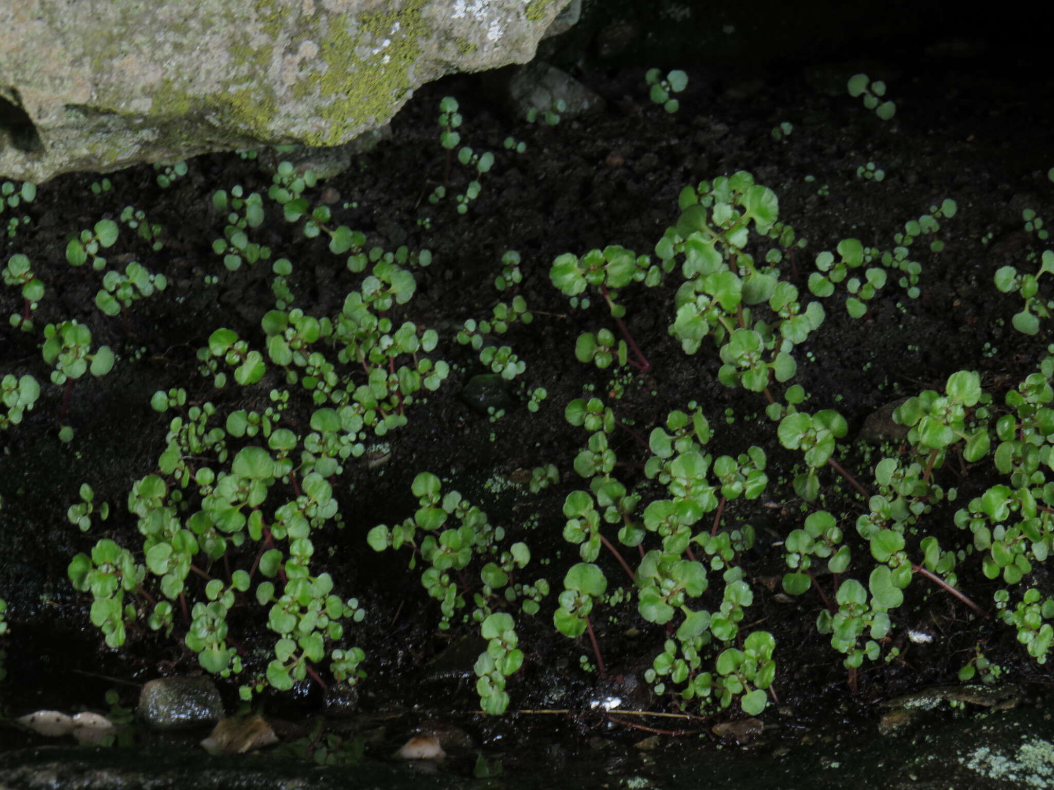 Image of Crassula capensis var. promontorii (Schönl. & Bak. fil.) Tölken