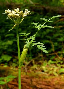 Imagem de Conioselinum scopulorum (A. Gray) Coult. & Rose