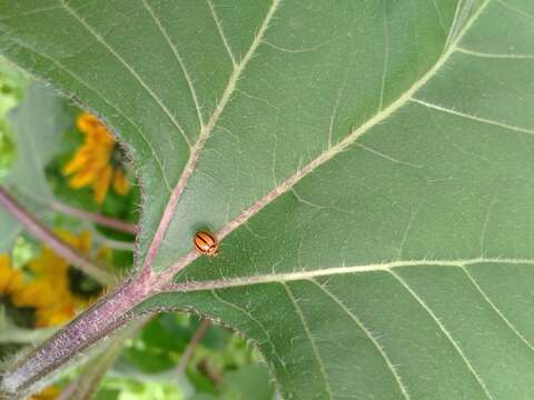 Image of Lady beetle