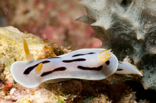 Image of Chromodoris dianae Gosliner & Behrens 1998