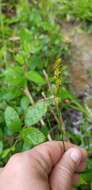 Sivun Carex triangularis Boeckeler kuva