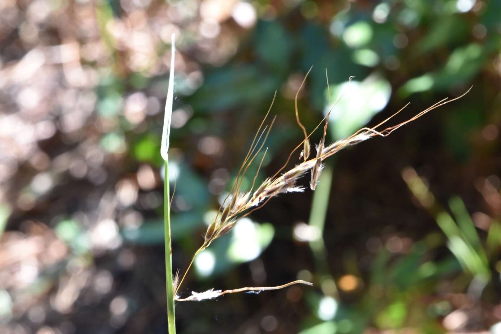 Image of slender Indiangrass