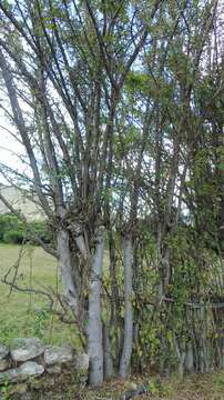 Image of Bursera glabrifolia (Kunth) Engl.