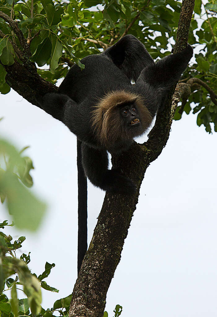 Image of Black Leaf Monkey