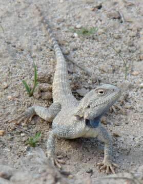 Image of Steppe Agama