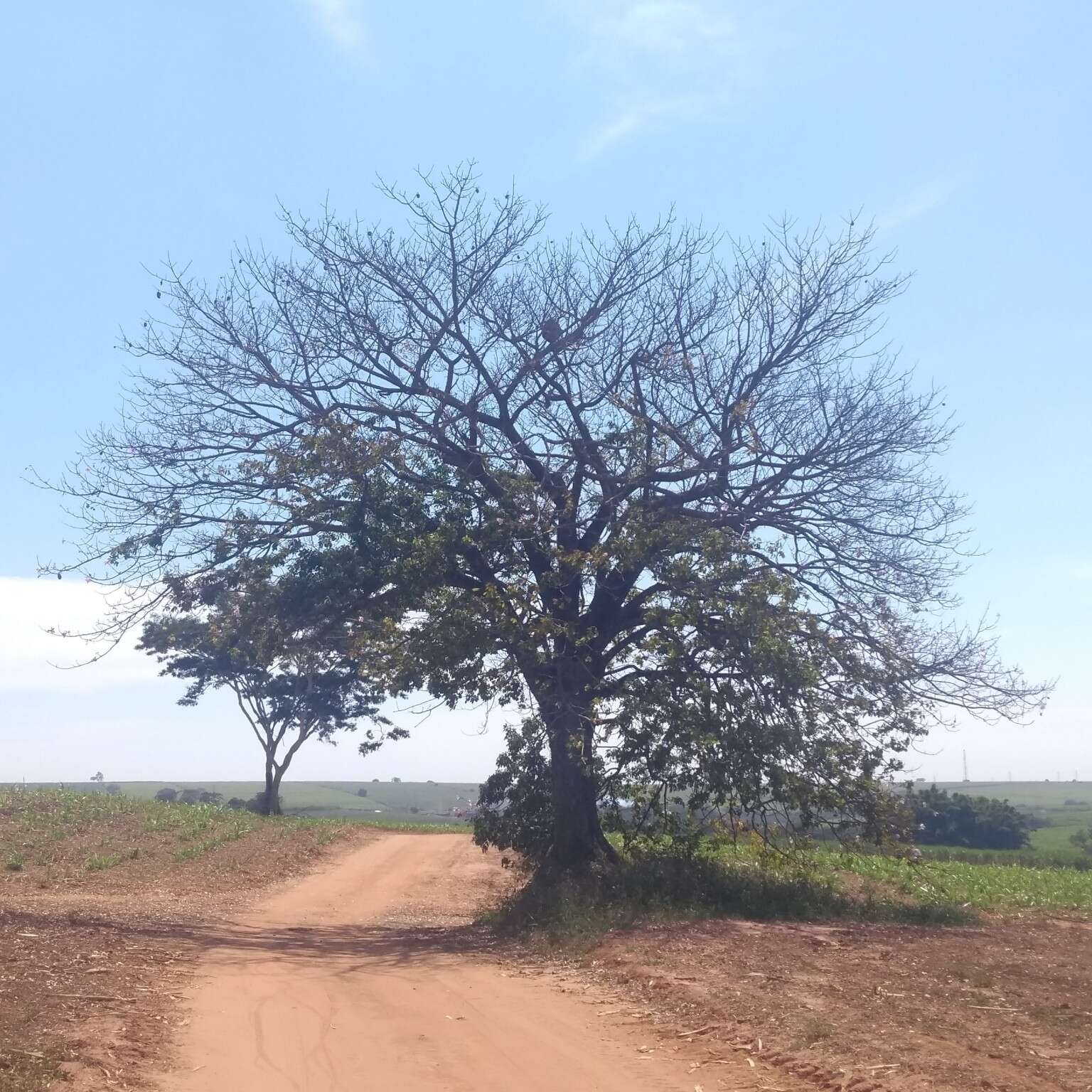 Image of Ceiba pubiflora (A. St.-Hil.) Schum.