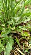 Image of rough hawksbeard